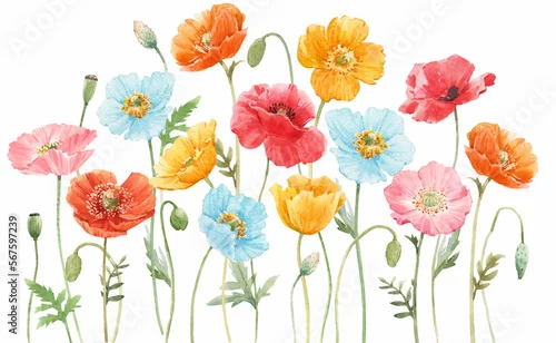 Obraz Beautiful composition with watercolor hand drawn colorful poppy flowers. Stock illustration.