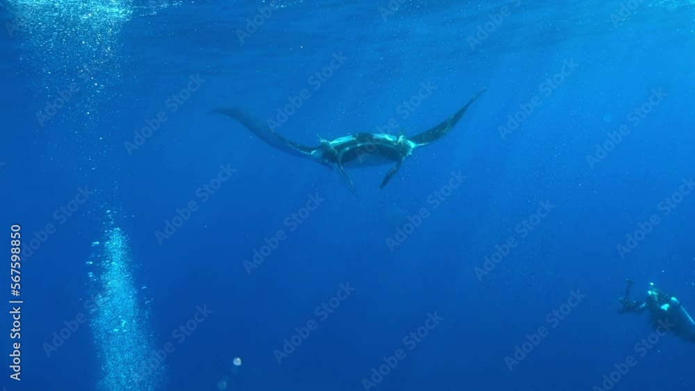 Big Black Oceanic Manta fish floating on a background of blue water in search of plankton. Underwater scuba diving in Indonesia. Big Black Oceanic Manta fish floating on a background of blue water in search of plankton. Underwater scuba diving in Indonesia.