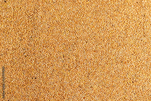 Billede på lærred Closeup of the birds feeds