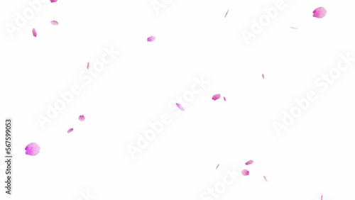 鮮やかな桜の花びらがゆっくりと舞い落ちる桜吹雪のループアニメーション動画