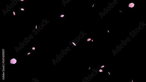  鮮やかなピンク色の桜の花びらがゆっくりと舞う桜吹雪のループアニメーション動画（アルファチャンネル付）