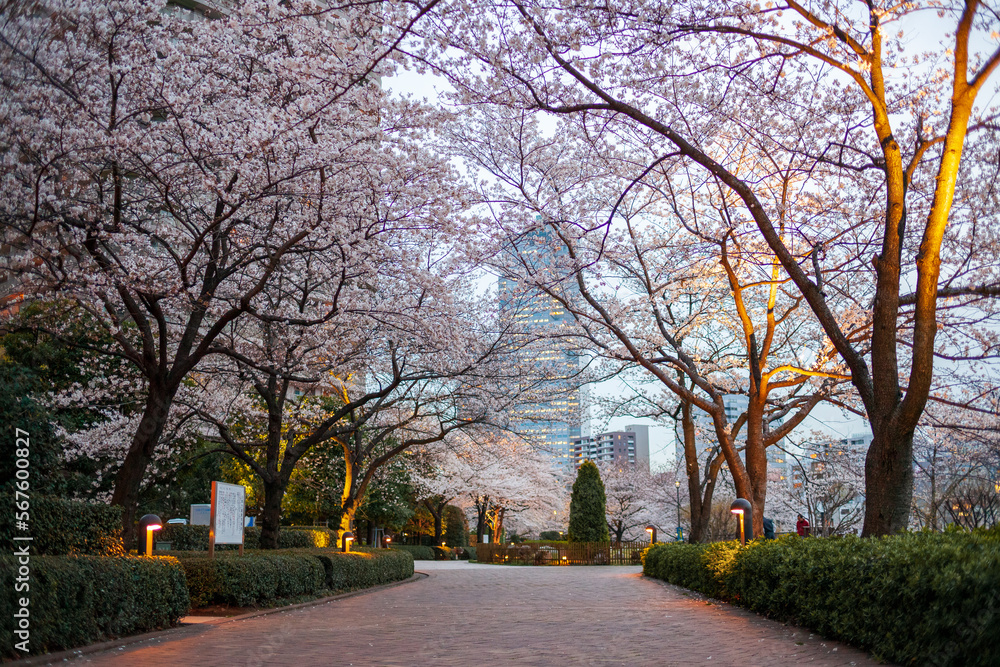 Cherry blossom (Japanese cherry or Sakura) in Tsukuda area in Tokyo, Japan