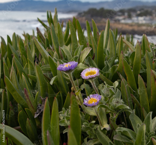 Flowers with an ocean background