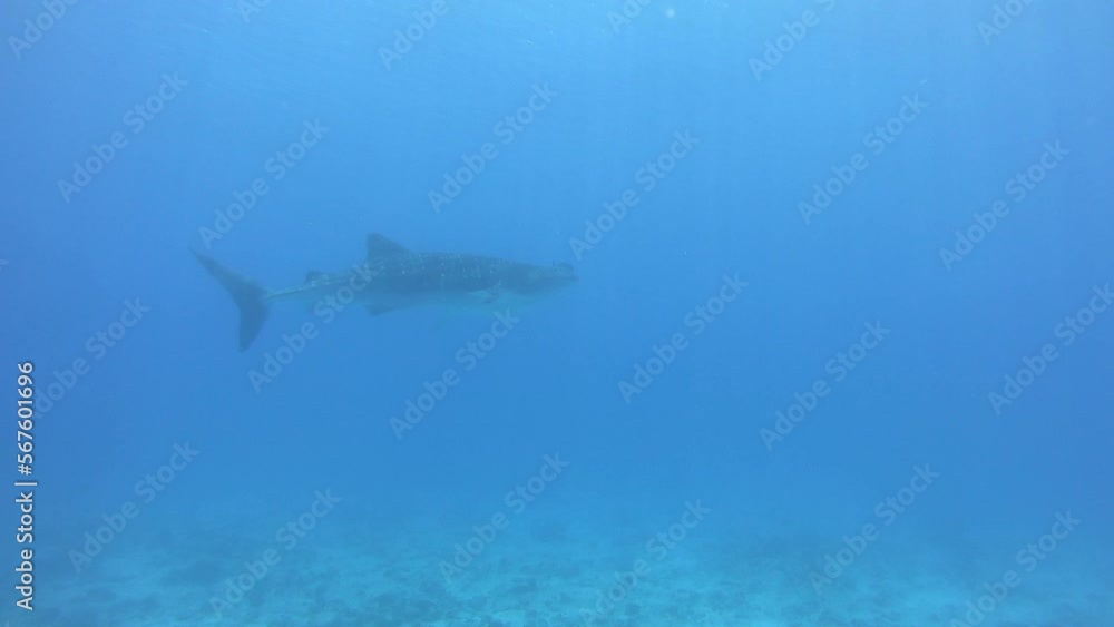 Black Oceanic Manta floating on a background of blue water in search of plankton. Underwater scuba diving in Indonesia. Black Oceanic Manta floating on a background of blue water in search of plankton. Underwater scuba diving in Indonesia.
