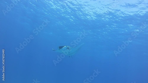 Gigantic Black Oceanic Manta fish floating on a background of blue water in search of plankton. Underwater scuba diving in Indonesia. photo