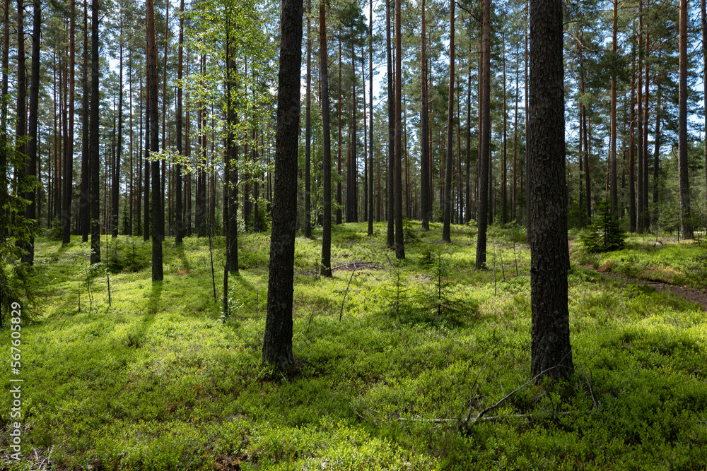 Magical fairytale forest. Coniferois forest covered of green moss. Forest therapy and stress relief. Magical fairytale forest. Coniferois forest covered of green moss. Forest therapy and stress relief.