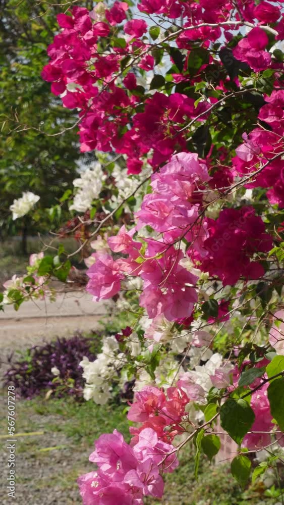 Pink and white bougainvillea in the garden Pink and white bougainvillea in the garden