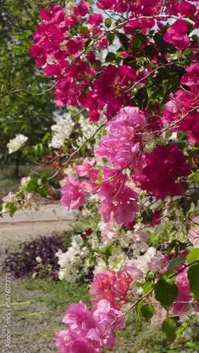 Wallpaper Mural Pink and white bougainvillea in the garden Torontodigital.ca