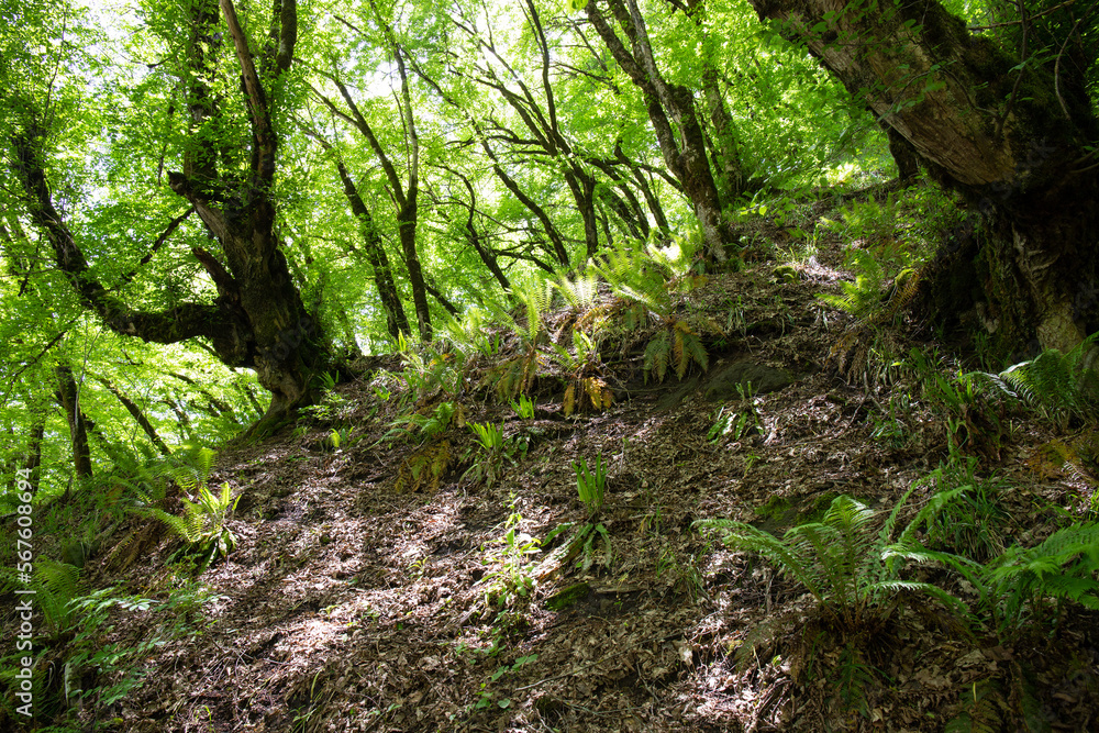 Beautiful meadow of ferns in the forest. Beautiful meadow of ferns in the forest.