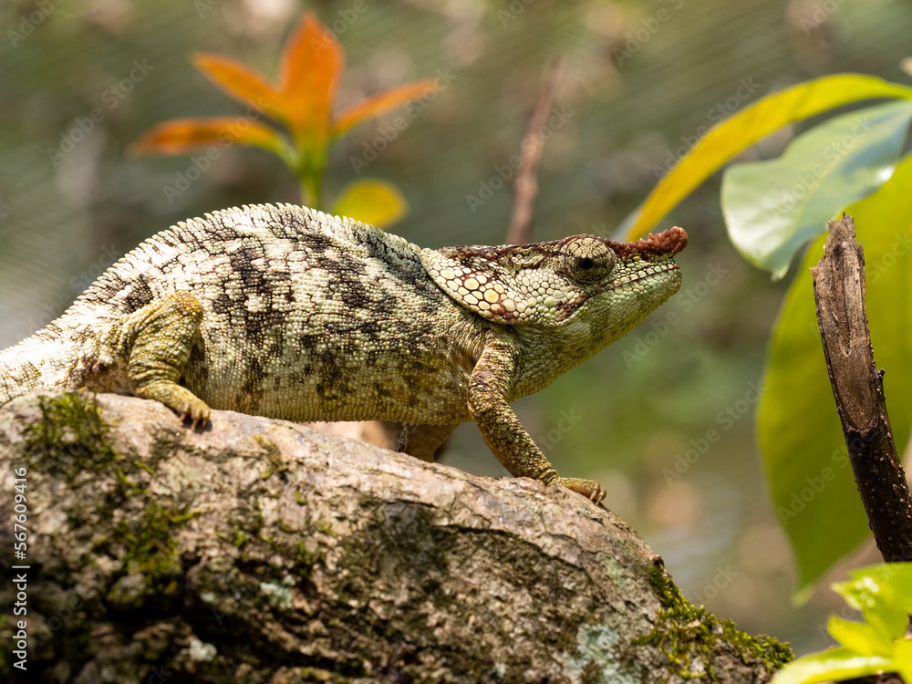 Portrait of the chameleon Calumma brevicorne, with a large helmet on its head and a growth on its nose. Reserve Peyrieras Madagascar Exotic, Portrait of the chameleon Calumma brevicorne, with a large helmet on its head and a growth on its nose. Reserve Peyrieras Madagascar Exotic,