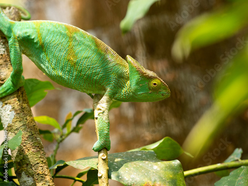 Obraz na płótnie Portrait female Parson's chameleon, Calumma parsonii, w salonie
