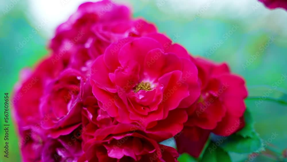 Floriculture, plant growing. The flowering of the bush rose is red. Summer cloudy day. Blur. Floriculture, plant growing. The flowering of the bush rose is red. Summer cloudy day. Blur.