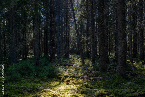 Magical fairytale forest. Conferois forest covered of green moss. © Conny Sjostrom