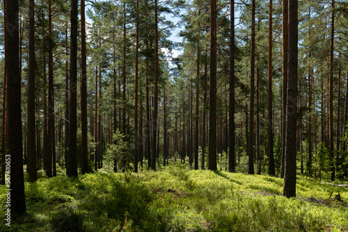 Fototapeta Naklejka Na Ścianę i Meble -  Magical fairytale forest. Conferois forest covered of green moss.