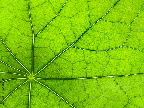 The texture of a part of a green leaf. Macro background. Natural pattern. Close-up. Spring background. Natural background. View from above. Copy space