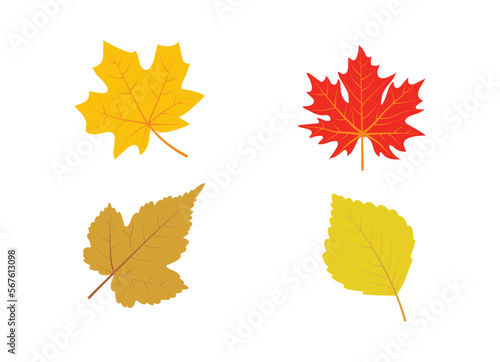 Autumn leaves vector design and illustration.