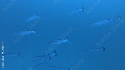 School of tuna tunny fish on the blue background of the sea under water underwater in search of food. Diving in world of colorful beautiful wildlife of corals reefs in Maldives. Slow motion shot.