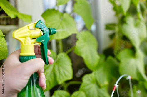 Man gardening in home greenhouse. Men's hands hold spray bottle and watering the cucumber plant