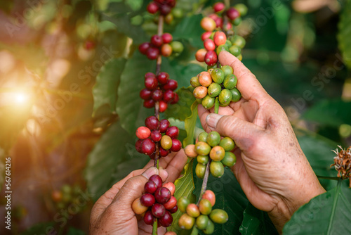 Close up of red raw coffee beans Farmers harvesting fresh coffee beans From organic grown raw coffee trees Arabica and Lobusta varieties