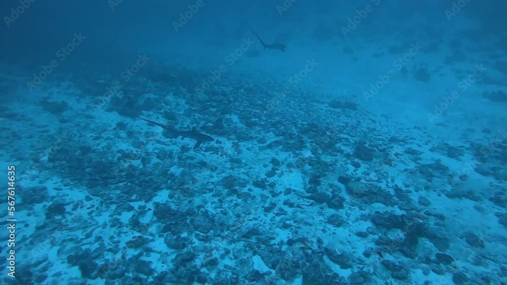 Pelagic Thresher Fox Shark with a big tail, Alopias pelagicus, underwater swim in blue ocean looking for food fish hunting. Divers watching sharks. Scuba Diving in Maldives sea water. Pelagic Thresher Fox Shark with a big tail, Alopias pelagicus, underwater swim in blue ocean looking for food fish hunting. Divers watching sharks. Scuba Diving in Maldives sea water.