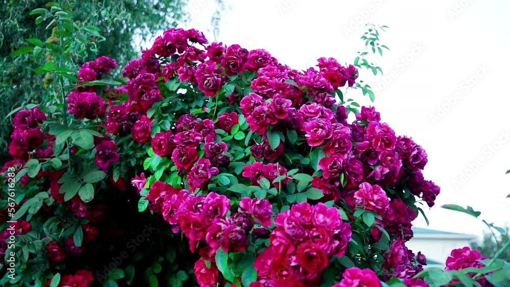 Floriculture, plant growing. The flowering of the bush rose is red. Summer cloudy day. Blur. Floriculture, plant growing. The flowering of the bush rose is red. Summer cloudy day. Blur.