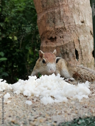 squirrel is eating rice in the Morning