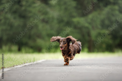 Chocolate longhaired dachshund in nature running. Beautiful dog in the park photo