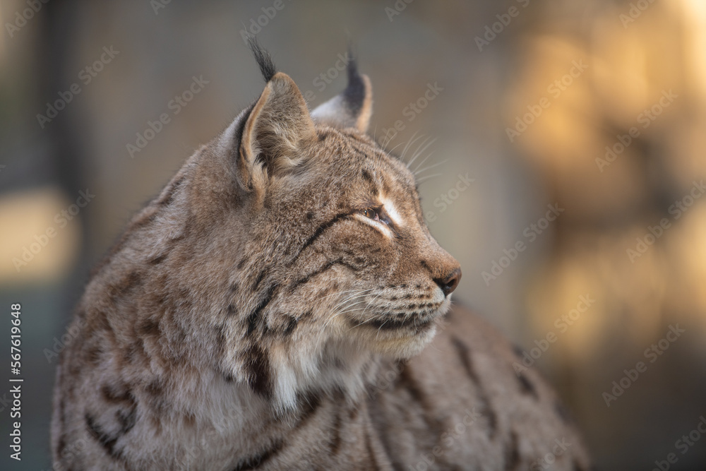 The Eurasian lynx (Lynx lynx). Siberian lynx portrait. Closeup. The Eurasian lynx (Lynx lynx). Siberian lynx portrait. Closeup.