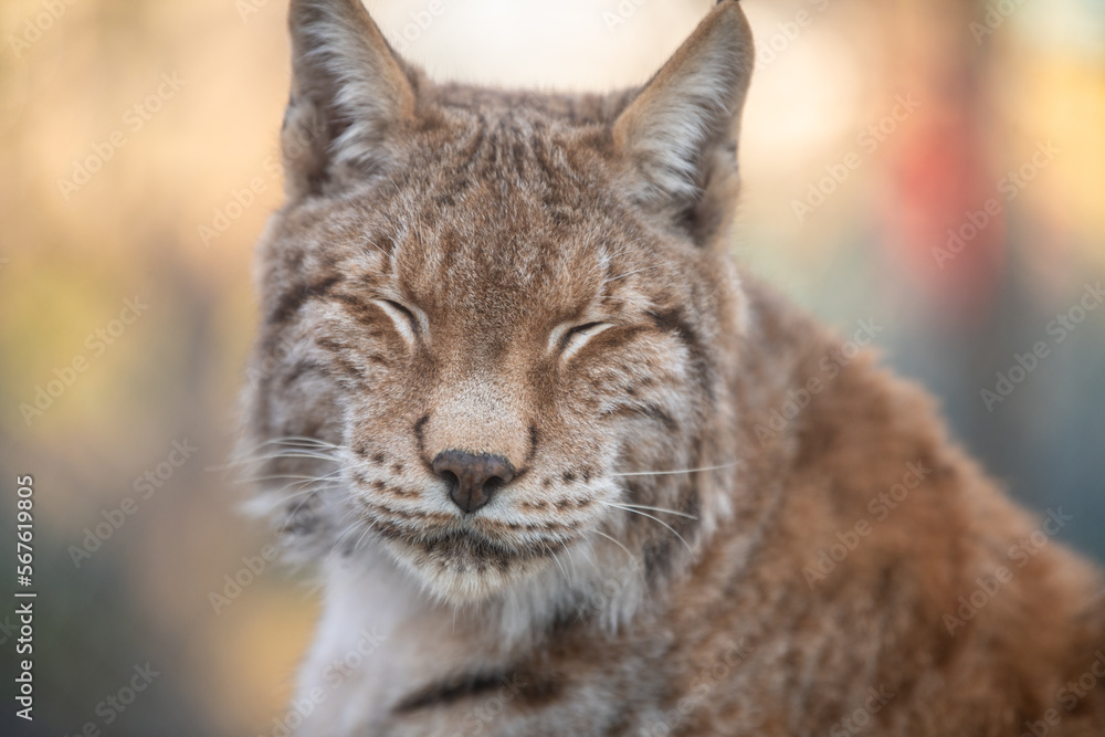 The Eurasian lynx (Lynx lynx). Siberian lynx portrait. Closeup. The Eurasian lynx (Lynx lynx). Siberian lynx portrait. Closeup.