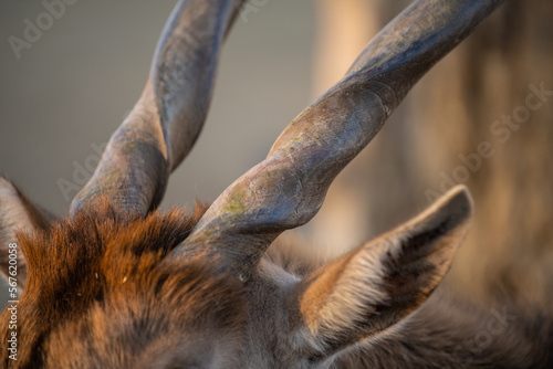 Detail on horn of Eland Taurotragus oryx also known as southern Eland or Eland Antelope. photo