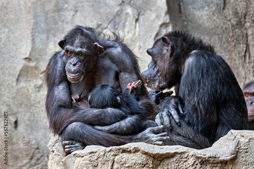 Westafrikanischer Schimpanse ( Pan troglodytes verus ).