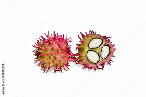 Tableau sur toile Castor oil plant flowers isolated on white background