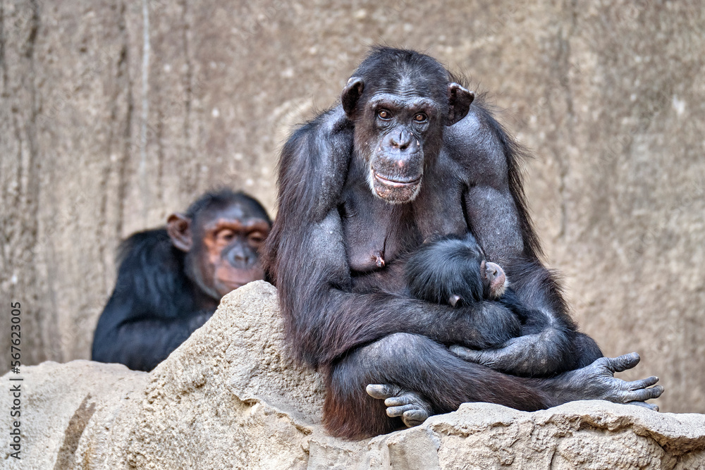 Westafrikanischer Schimpanse ( Pan troglodytes verus ). Westafrikanischer Schimpanse ( Pan troglodytes verus ).