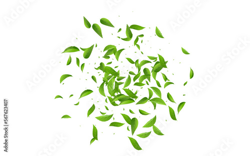 Mint Leaf Transparent Vector White Background