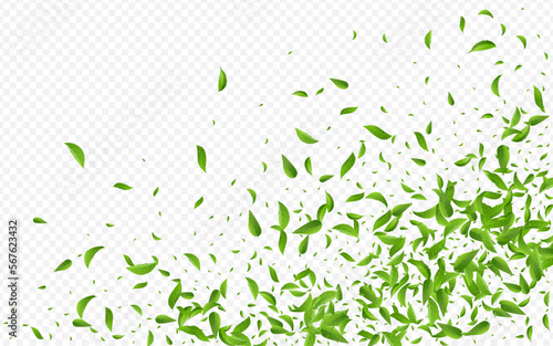 Swamp Leaf Motion Vector Transparent Background