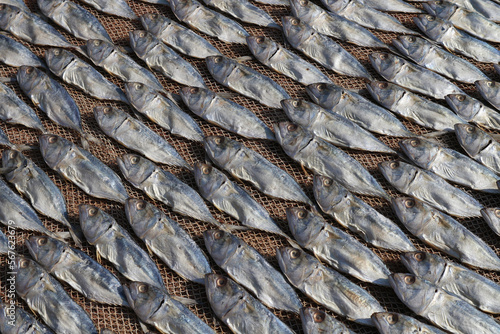 Freshly caught fish is dried in the sun neatly folded in rows.