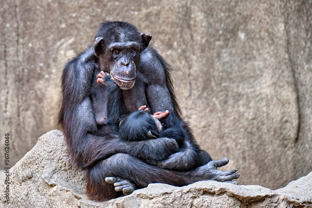 Westafrikanischer Schimpanse ( Pan troglodytes verus ). Westafrikanischer Schimpanse ( Pan troglodytes verus ).