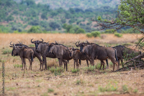 Herd of wildebeest in a south african national park