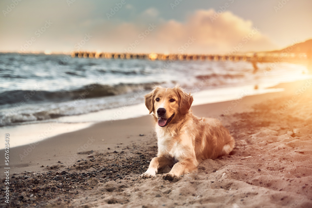 A Golden Retriever dog enjoying on the beach with sea and sand