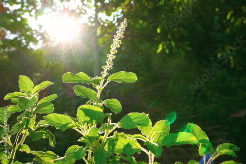 The sacred tree of Hindus Tulasi close-up.