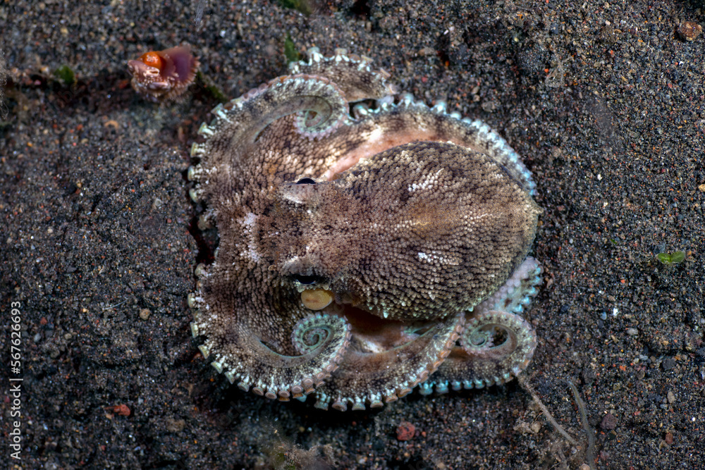 Obraz premium Coconut Octopus - Amphioctopus marginatus at night. Sea life of Tulamben, Bali, Indonesia.