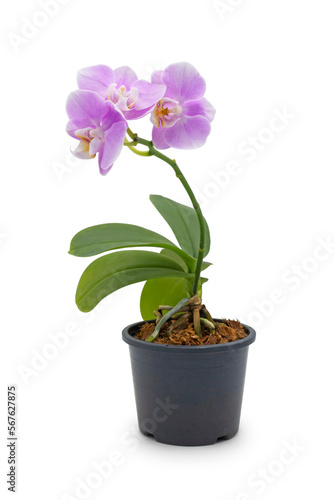 purple or pink orchid flowers on black pot with isolated on white background 