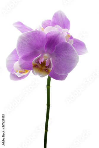 purple or pink orchid flowers with isolated on white background 
