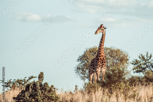 Photography giraffe in the wild