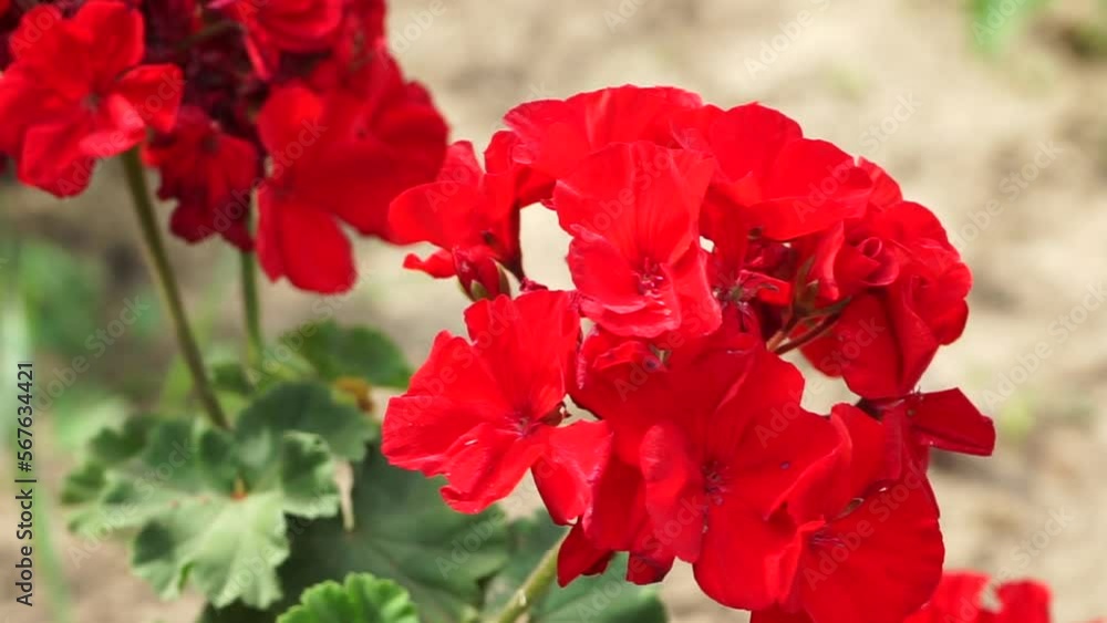 Red geranium flowers. Beautiful pelargonium flowers. Beautiful wild red flowers grow outside. Close-up photography of flowers. Red geranium flowers. Beautiful pelargonium flowers. Beautiful wild red flowers grow outside. Close-up photography of flowers.
