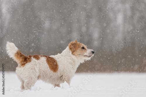 Wet dog stands in the forest in winter. Wirehaired Jack Russell Terrier in the park for a walk. Snow is falling against the background of the animal. New Year concept © WoodHunt