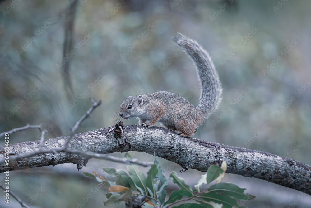 Fototapeta premium squirrel on the tree