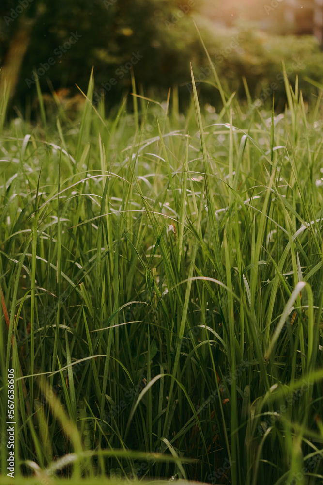 Fototapeta premium Grass in the sun's rays close-up. Ecology and nature. Themes of freshness and clean air. Greenery and beauty. Blurry background in the sun's rays. Morning dew.