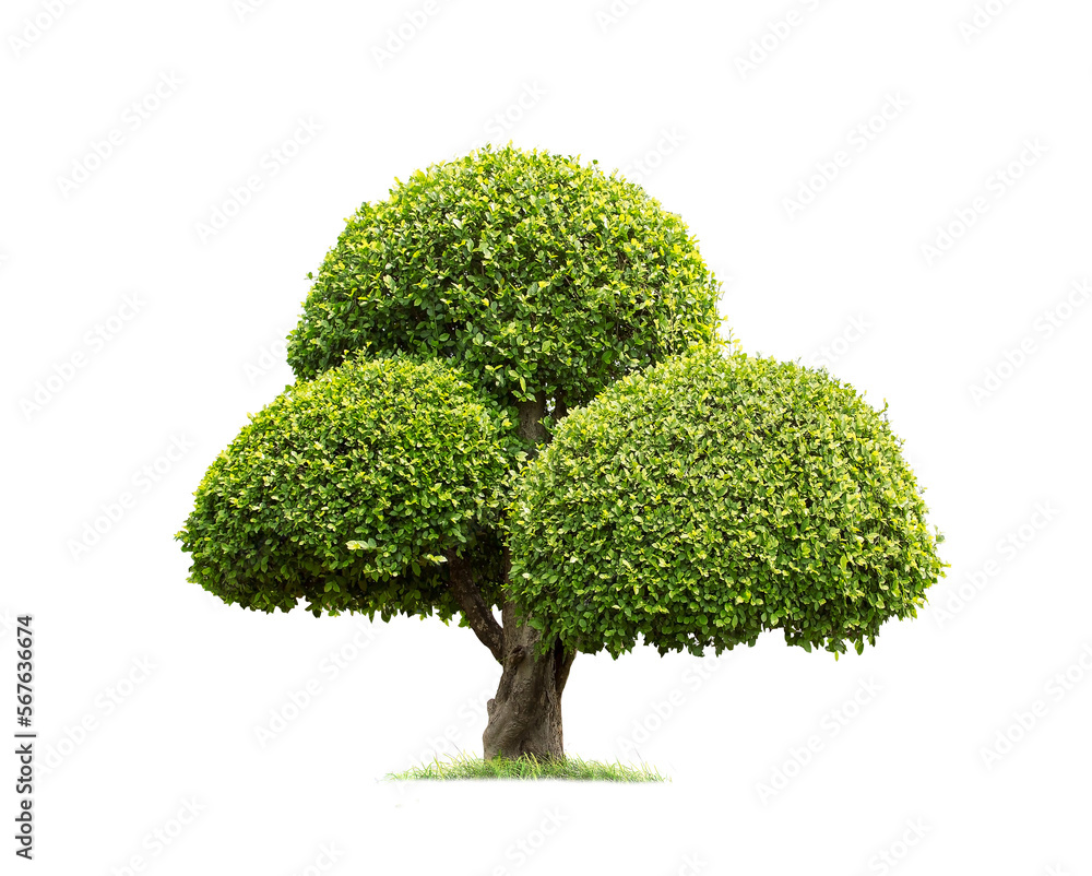 Green Tako tree isolated on transparent background with clipping path, single Tako trees with clipping path and alpha channel. are Forest and foliage in summer for both printing and web pages.
Green Tako tree isolated on transparent background with clipping path, single Tako trees with clipping path and alpha channel. are Forest and foliage in summer for both printing and web pages.
