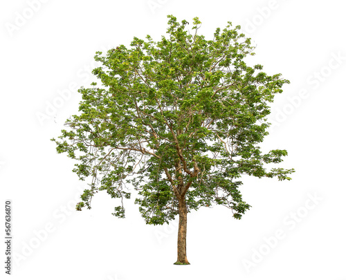 Green bamboo tree isolated on transparent background with clipping path, single bamboo tree with clipping path and alpha channel. are Forest and foliage in summer for both printing and web pages.